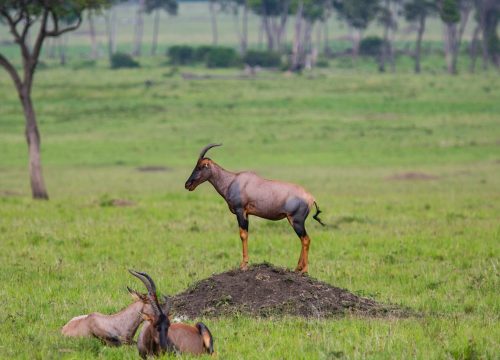 4 DAYS BEST OF MASAI MARA ( PRIVATE TOUR WITH LUXURY ACCOMODATION)