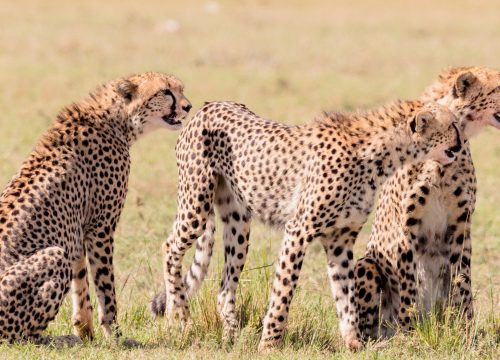 7 DAY LIVING AMONG THE LIONS – HIGH END PRIVATE JEEP TOUR