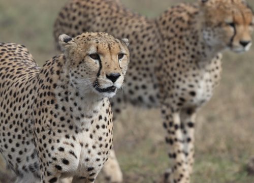6 DAY KENYA ICONIC WILDLIFE HAVENS - HIGH END TOUR