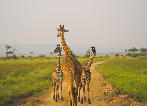 9 DAY KENYA MAGICAL WILDLIFE  &  BEACH HOLIDAY