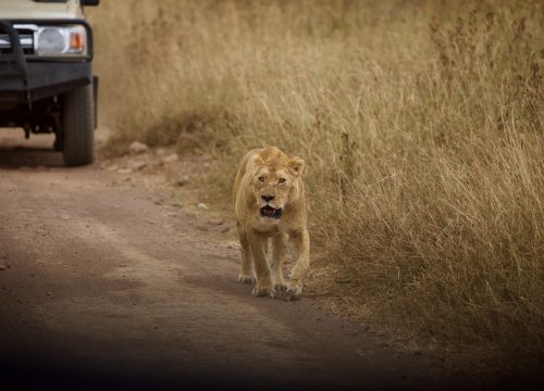 9 DAYS KENYA ENDLESS PLAINS – BEST OF KENYA WILDLIFE TOUR