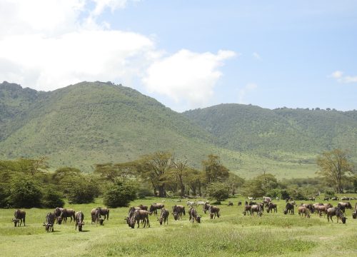10 DAY KENYA WILDILIFE EXTRAVAGANZA & DIANI BEACH  HOLIDAY