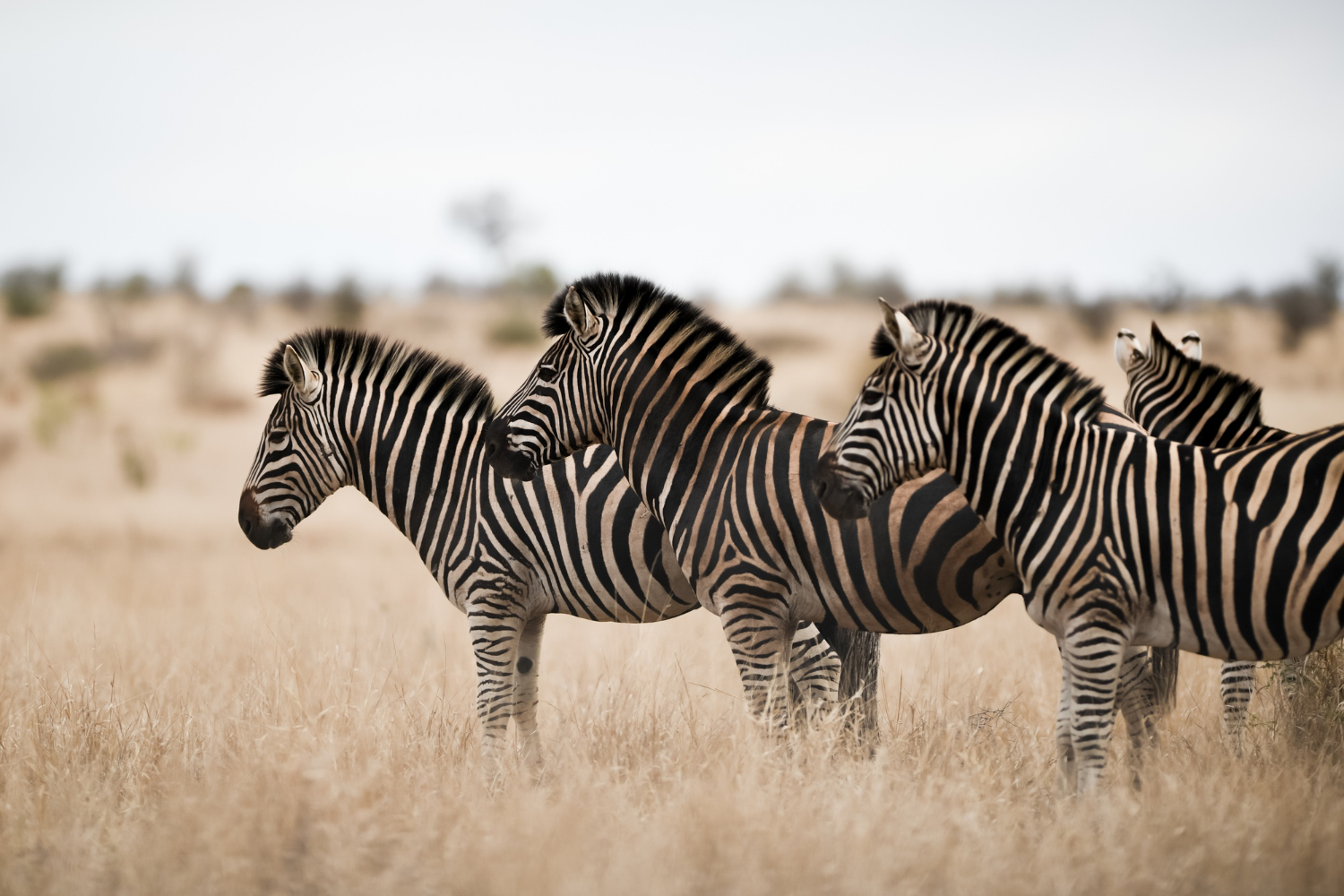 TSAVO
