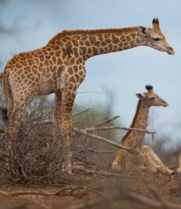 MAASAI MARA