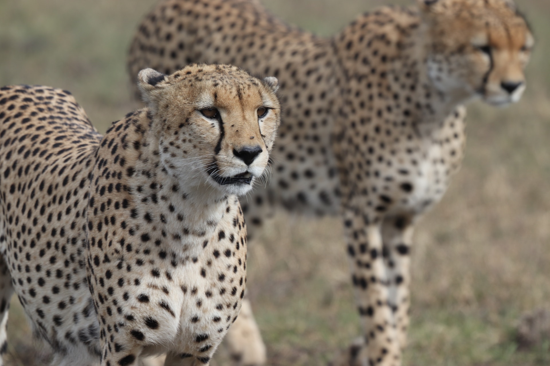 AMBOSELI