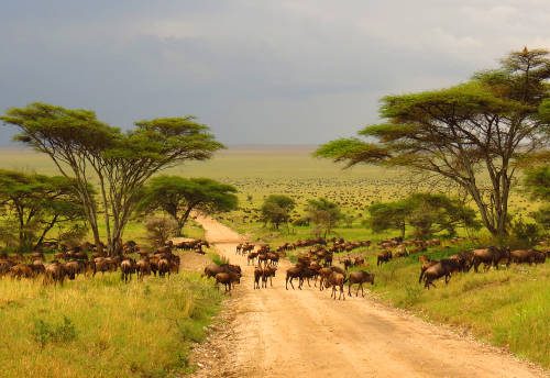 17 DAY SERENE CIRCUIT- KENYA WILDLIFE SAFARI &MOMBASA  BEACH HOLIDAY